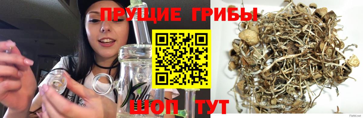 Галлюциногенные грибы Cubensis Горячий Ключ